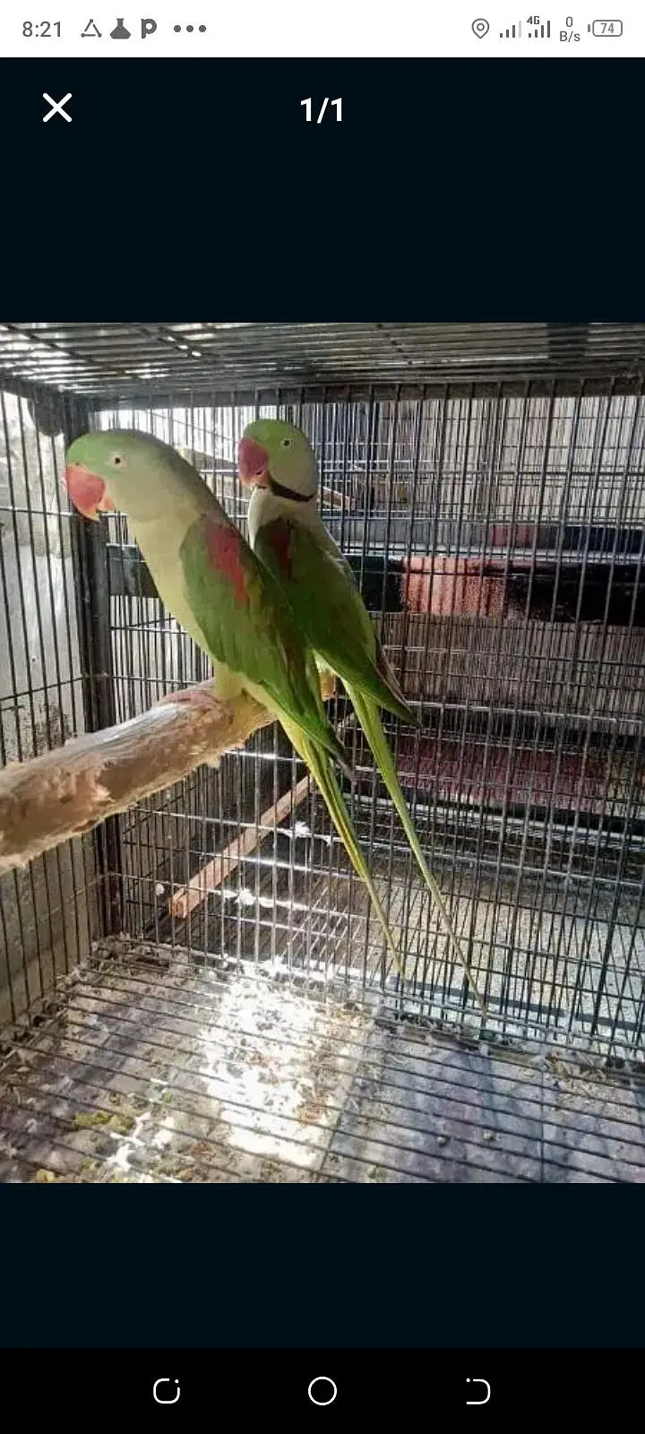 raw breeder pair — photo 4