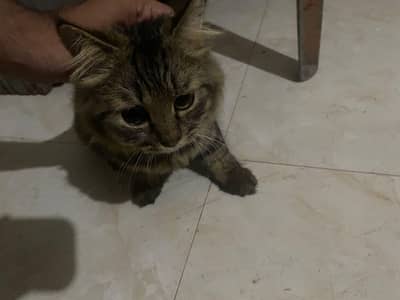 beautiful  cat