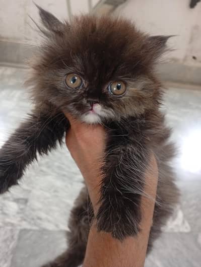 Mashallah Russian kitten punch face female