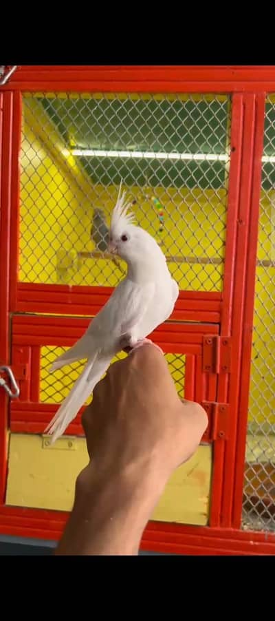 Hand tame eno red eyes cocktail