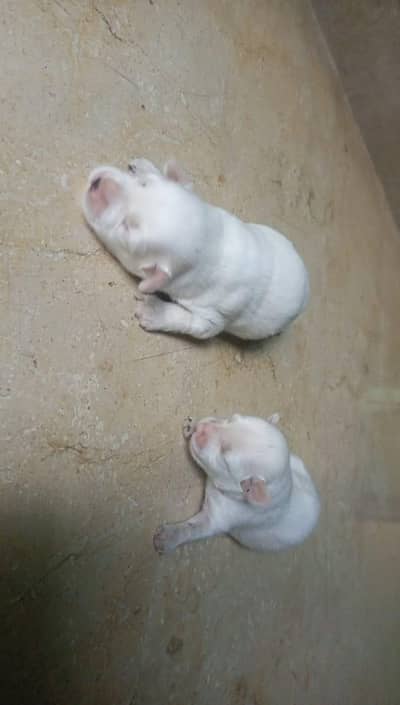 poodle puppies for sale 25 day's old puppy