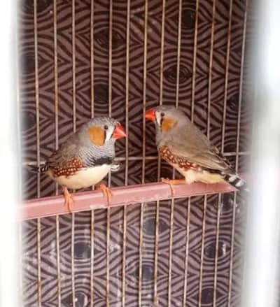 Common finches