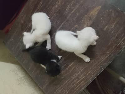 3 buchy ek mother