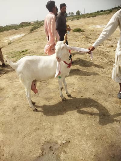 goats