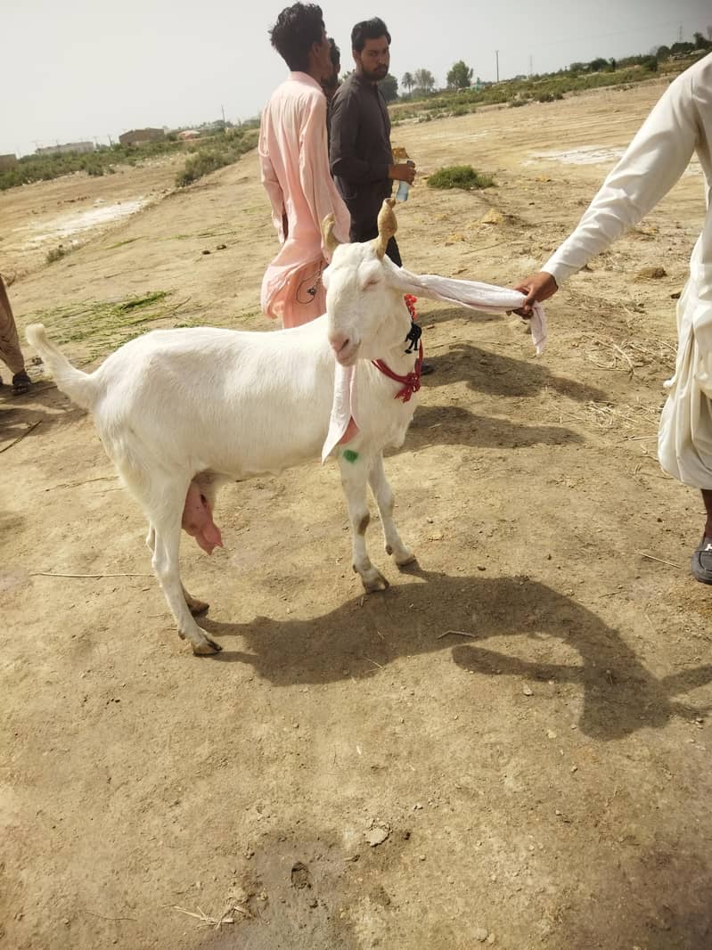 goats 0