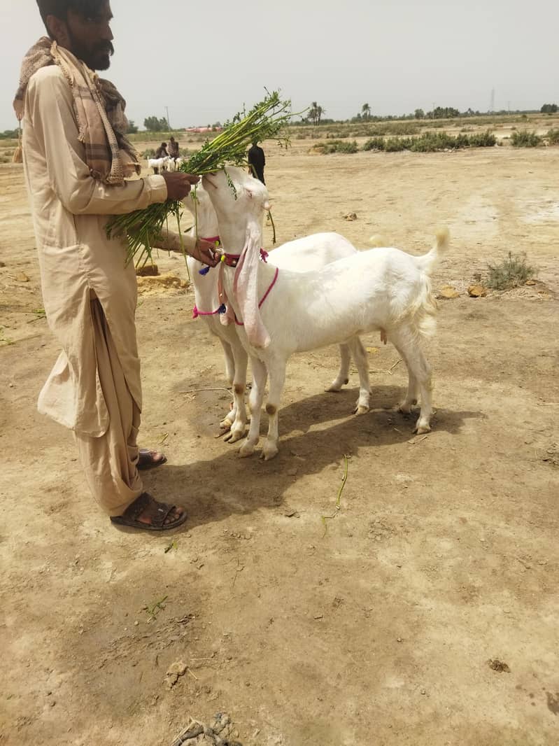 goats 1