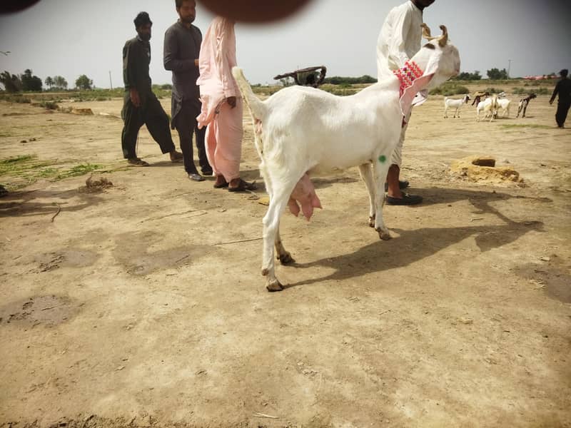 goats 2