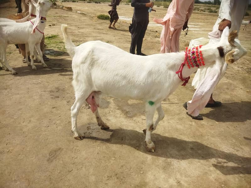goats 3