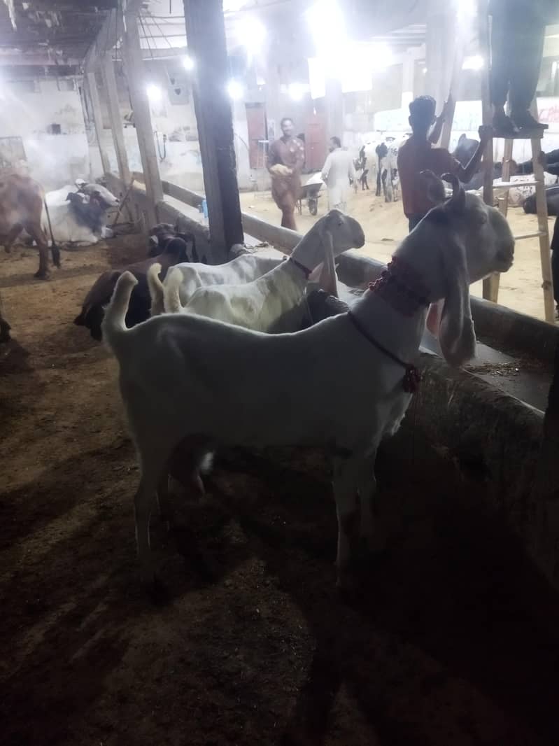 goats 4