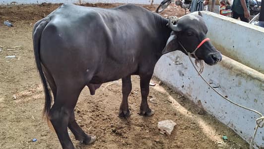 paaday available better than cow & bull – Meat Weight (3.5 Man)