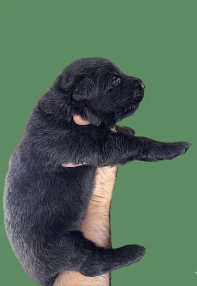 Show Quality Pure Black German Shepherd Puppies