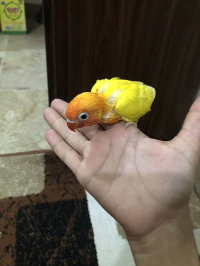 Love birds chicks for sale