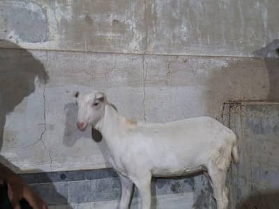 Pregnant Gulabi Tedy Bakri