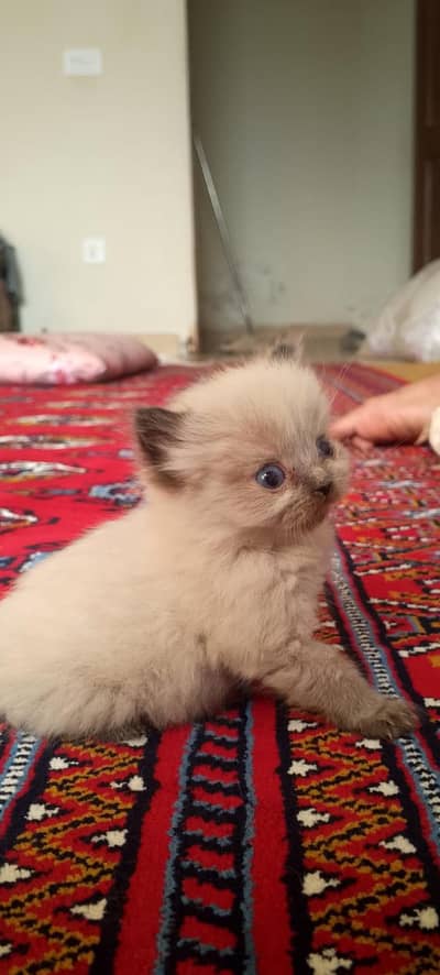 Pure Hamalayan Kitten
