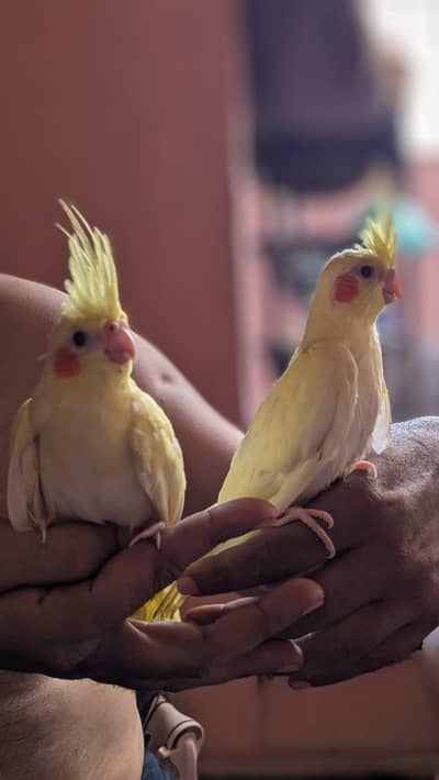cream red eyes pair for sale