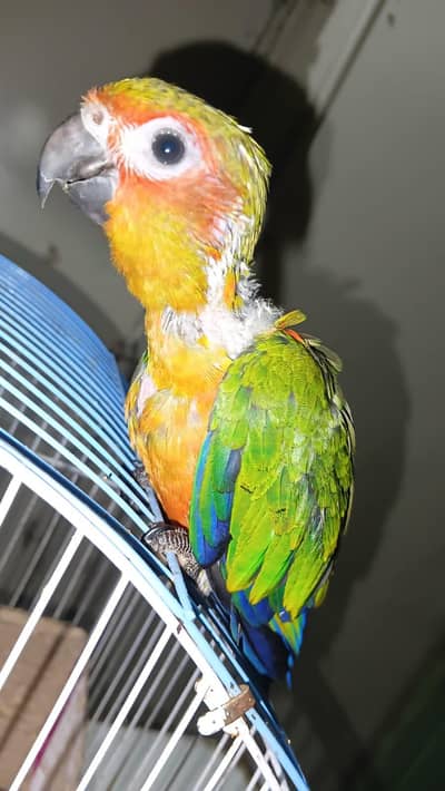 jhanda conure