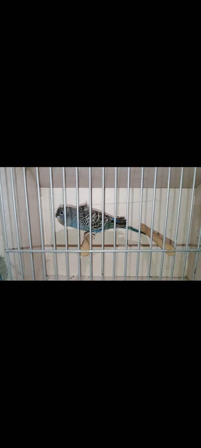 bf Hogo crusted back frill female
