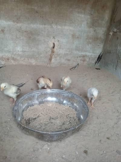 aseel jagerri chicks
