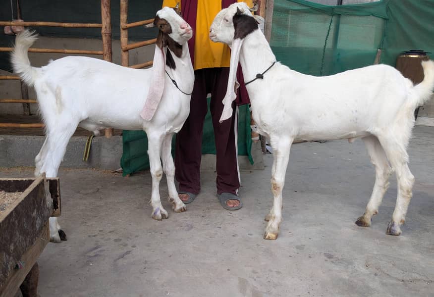Goats 0