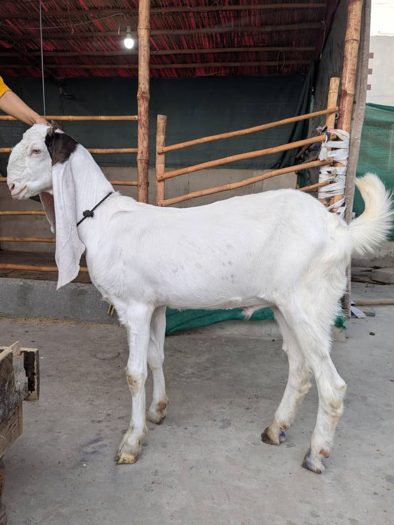 Goats 1