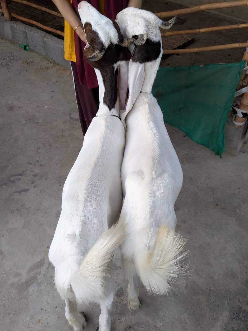 Goats 2