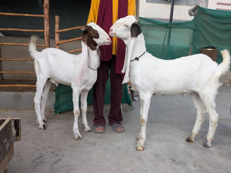 Goats 3