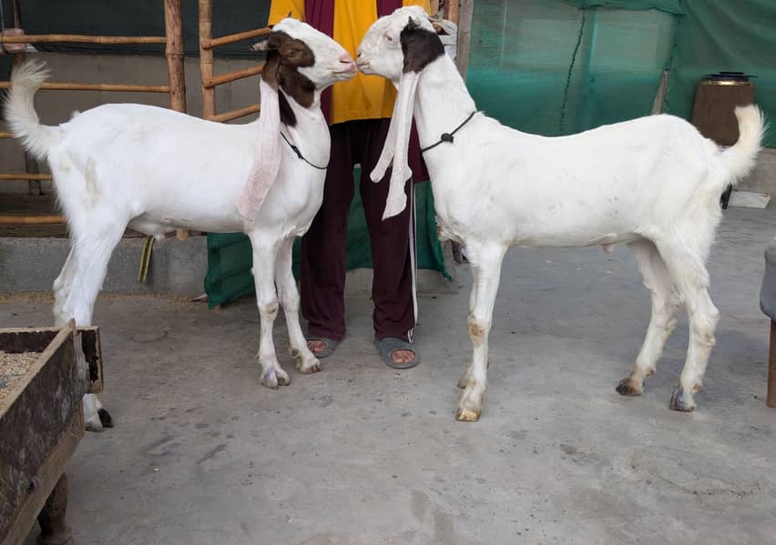 Goats 4