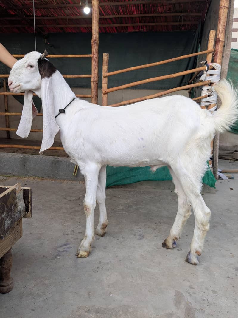 Goats 5