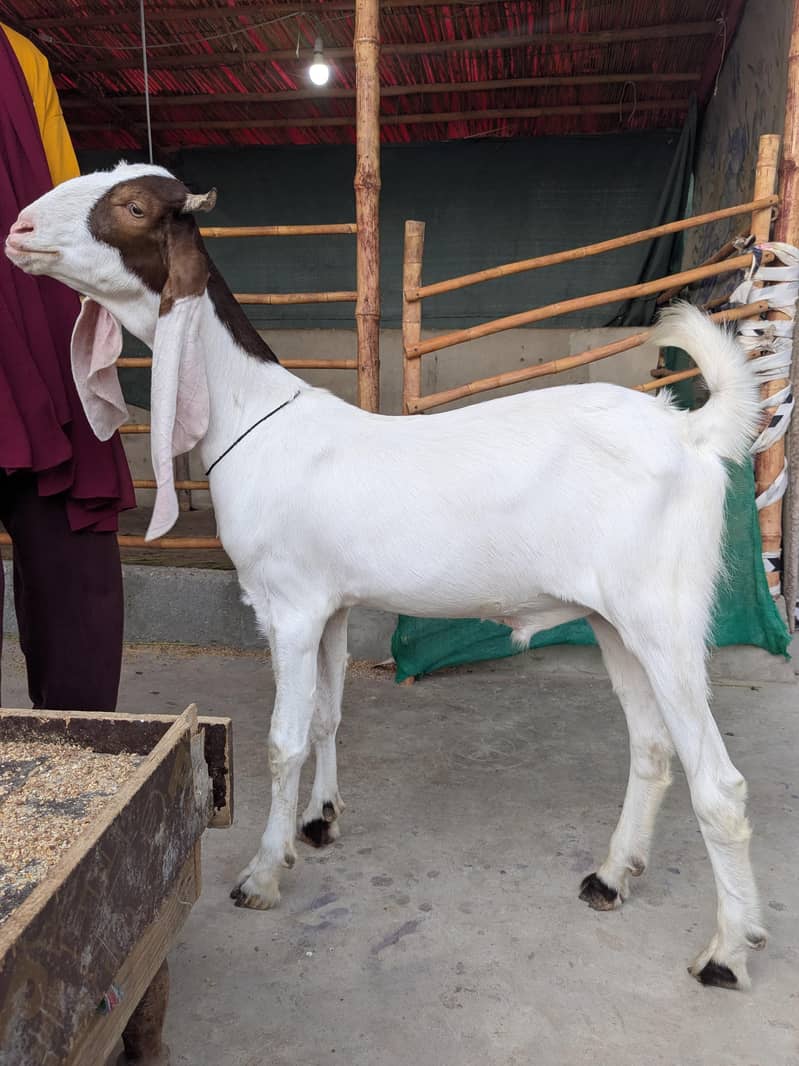 Goats 6