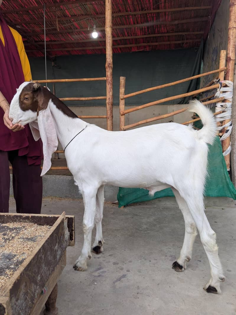Goats 7