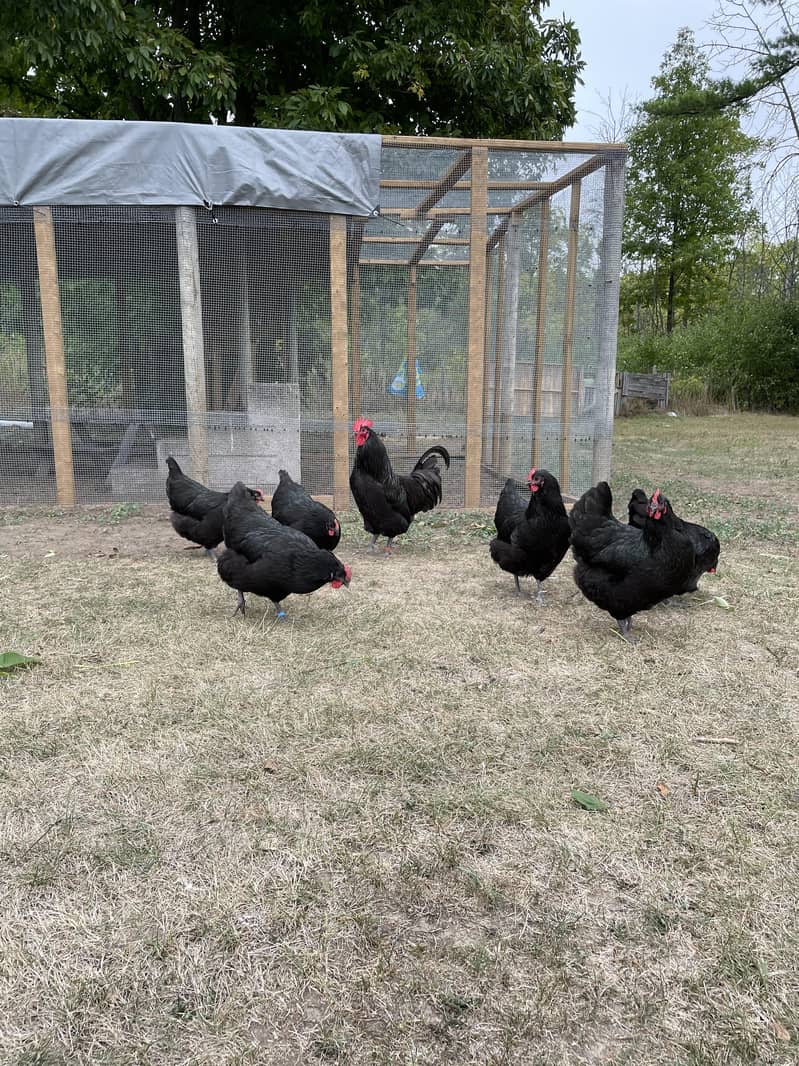 Austrolop Eggs 1