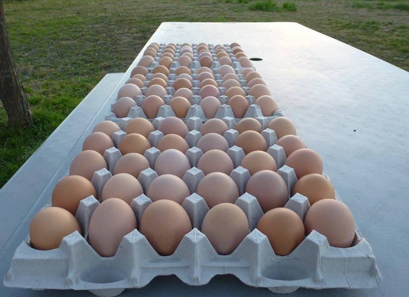 Austrolop Eggs 2