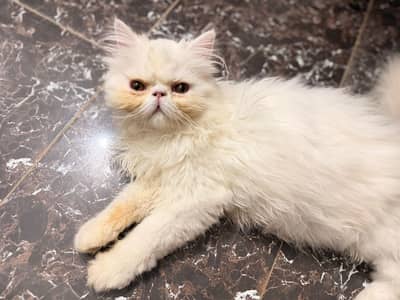 Persian peki male kitten for sale