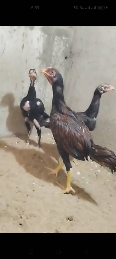 High quality aseel chicks