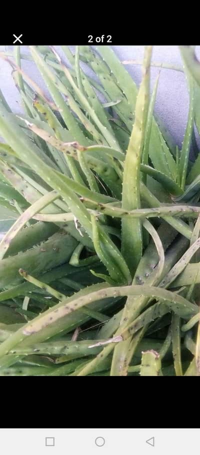 aloevera