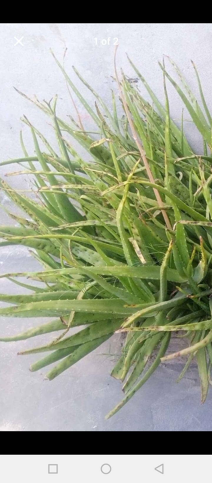 aloevera 1