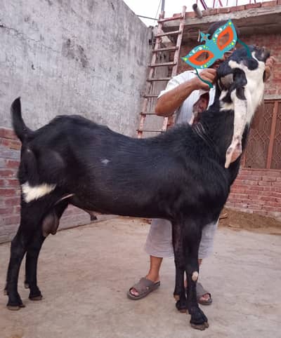 Breeder Betal Bakra for Breeding available