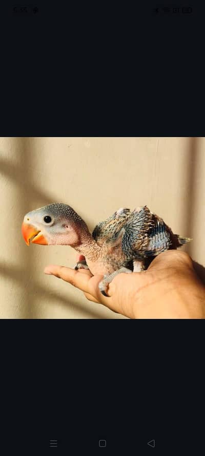 JUMBO SIZE KASHMIRI RAW CHICK ALL OK MY HOME BREED CONFORM MALE
