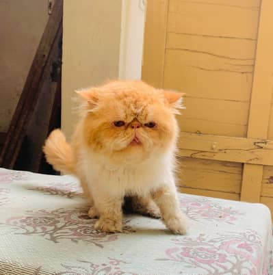 Peke Face Cat Triple Coated Vaccinated Stud Male