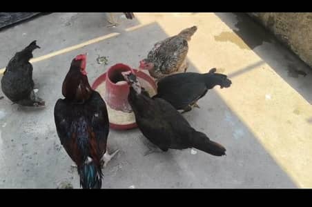 Hens male female