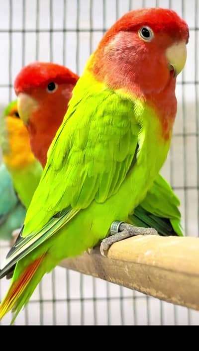 breeder male for sale