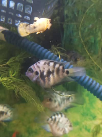 pollar parrot fish 2inches male and female Available