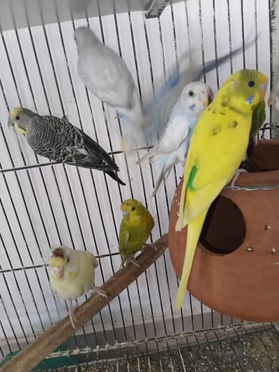 Australian Parrots Budgies 03057007797