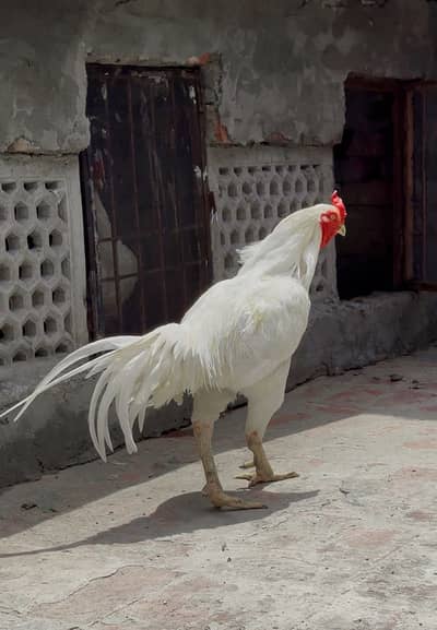 HEERA WHITE PAIR ( breeder )