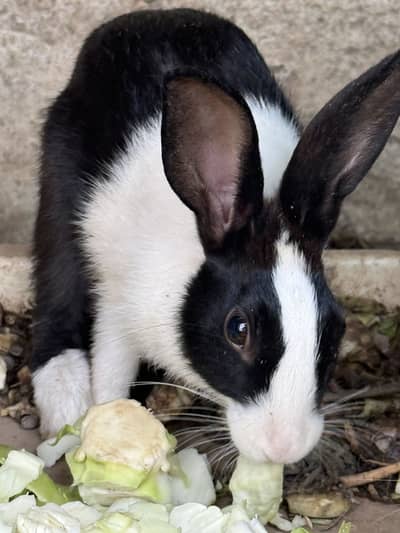 Rabbits