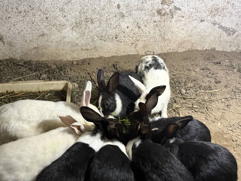 Rabbits 5