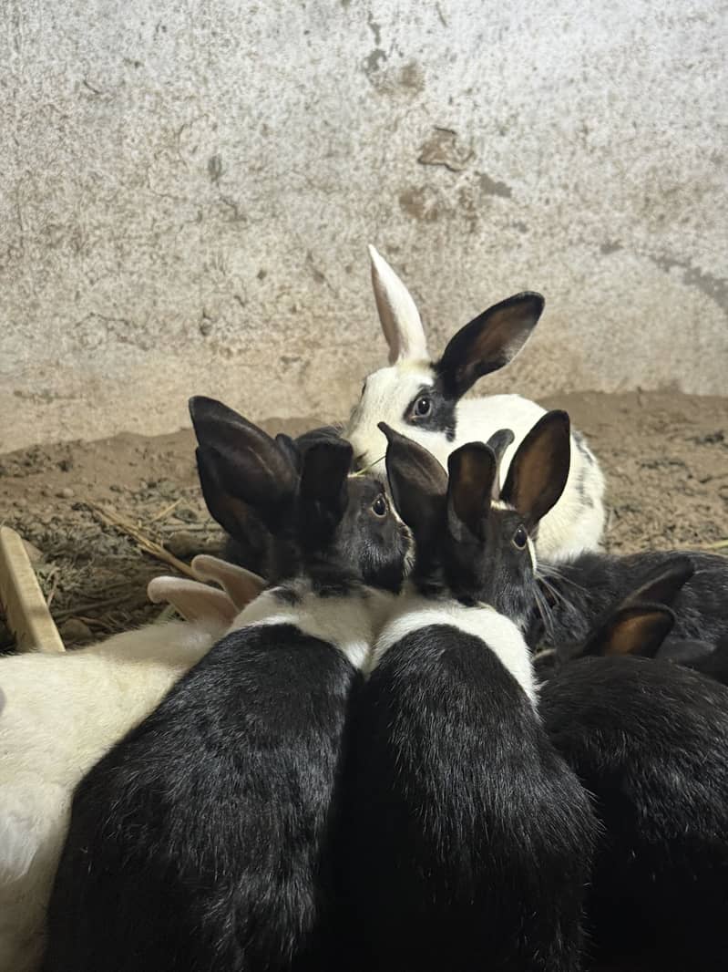 Rabbits 6
