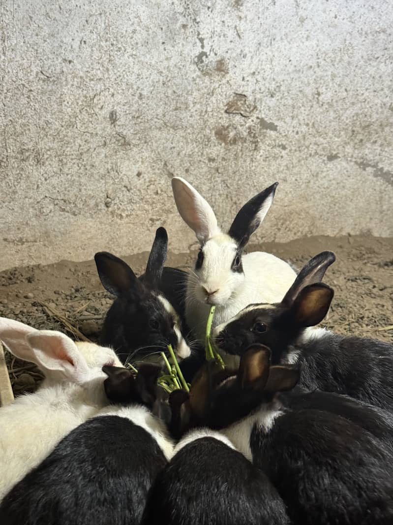 Rabbits 7