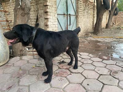 Labrador impot from other country