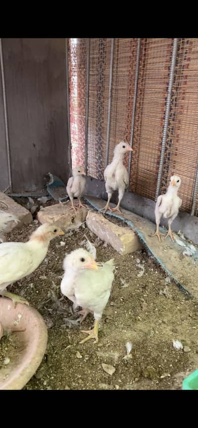 Heera aseel chicks